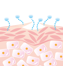 セラミドが少ない肌