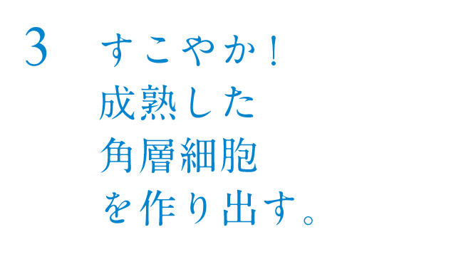 すこやか!成熟した角層細胞を作り出す。