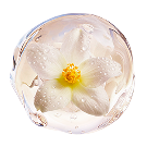 ジャスミンエキスの画像