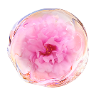 ダマスクローズエキスの画像