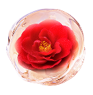 カメリアオイルの画像