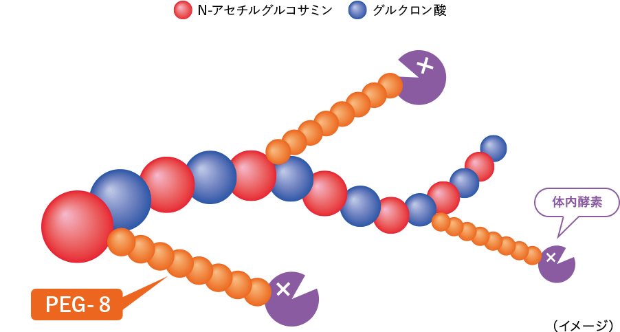 進化型ヒアルロン酸イメージ