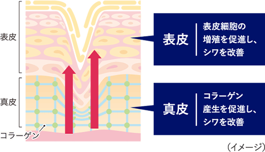 真皮 コラーゲン産生を促進し、シワを改善