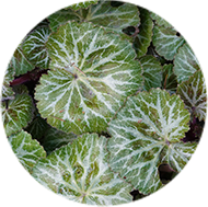 ユキノシタエキス