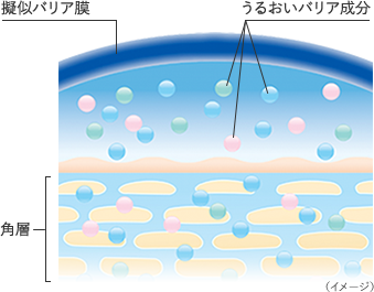 擬似バリア膜　うるおいバリア成分　角層　（イメージ）