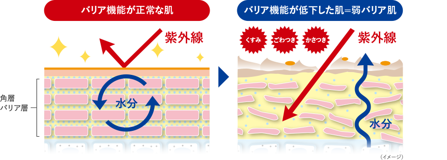 バリア機能が正常な肌　バリア機能が低下した肌ー弱バリア肌