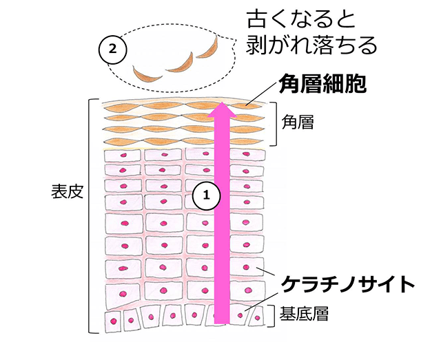 黒ずみ毛穴 ひらき毛穴 肌悩みの原因を解説 美肌カレッジ 美容情報 Beauty Topics Maison Kose メゾンコーセー