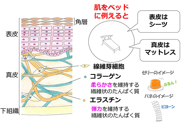 たるみ たるみ毛穴 肌悩みの原因を解説 美肌カレッジ 美容情報 Beauty Topics Maison Kose メゾンコーセー