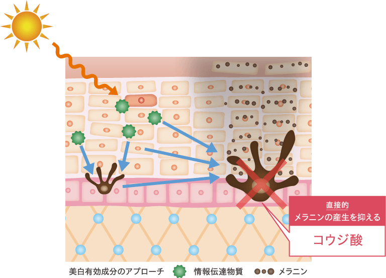 美白有効成分コウジ酸の作用