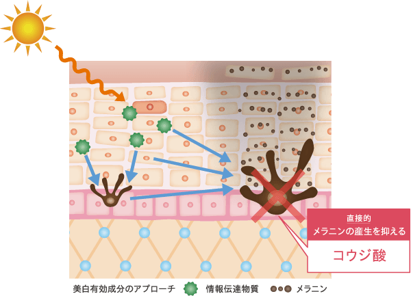 美白有効成分コウジ酸の作用