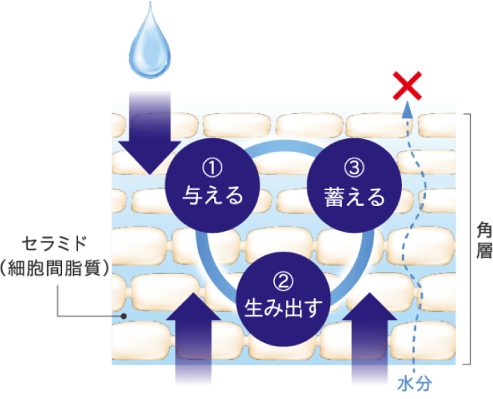 肌の水分保持能改善