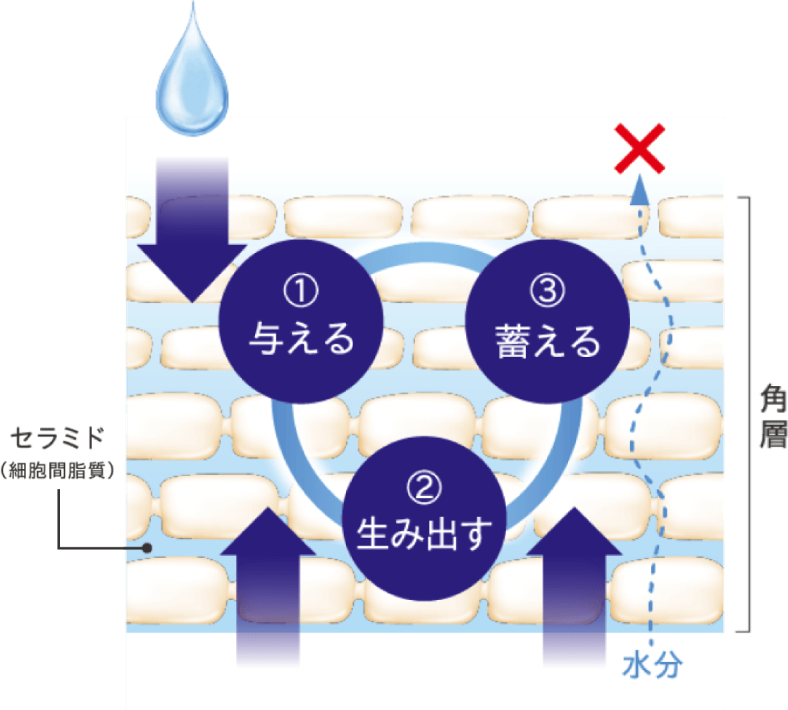 肌の水分保持能改善