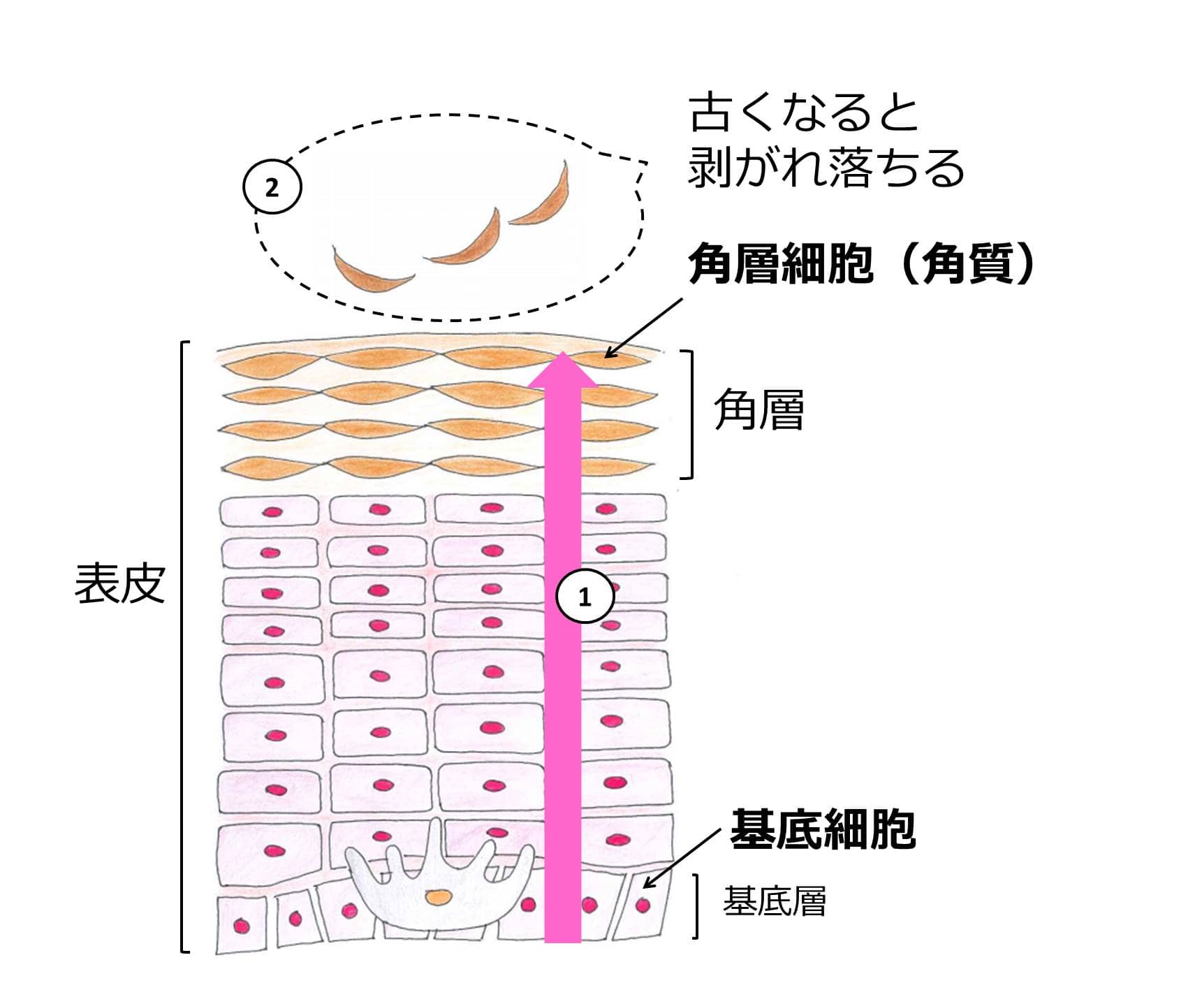 顔のカサつき 粉吹き スキンケアとメイクでケアしよう Me Beaute Maison Kose