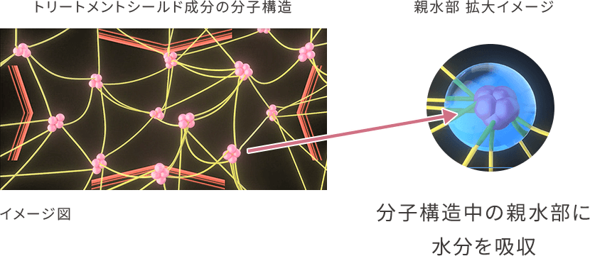 トリートメントシールド成分の分子構造 親水部拡大イメージ 分子構造中の親水部に水分を吸収