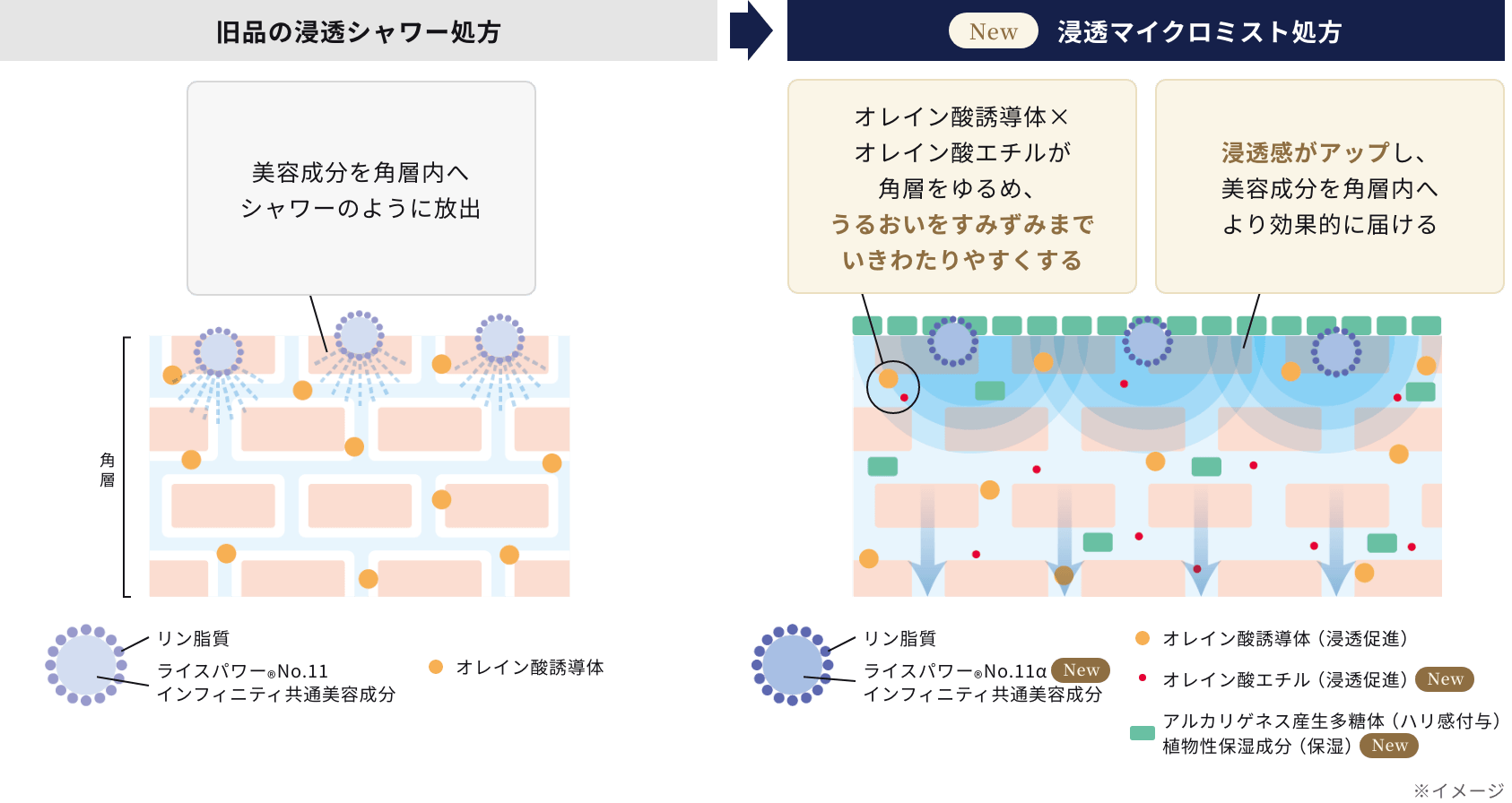 処方の進化を説明する比較図。左の旧品（浸透シャワー処方）は美容成分をシャワーのように放出。右の新製品（浸透マイクロミスト処方）は、オレイン酸誘導体と新配合のオレイン酸エチルが角層をゆるめ、ライスパワー&reg;No.11αなどの美容成分を角層内へより効果的に届けます。リン脂質、アルカリゲネス産生多糖体、植物性保湿成分などの配合成分も図示。