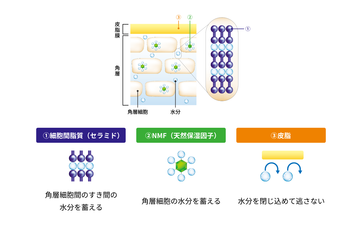 バリア機能の3因子 イメージ