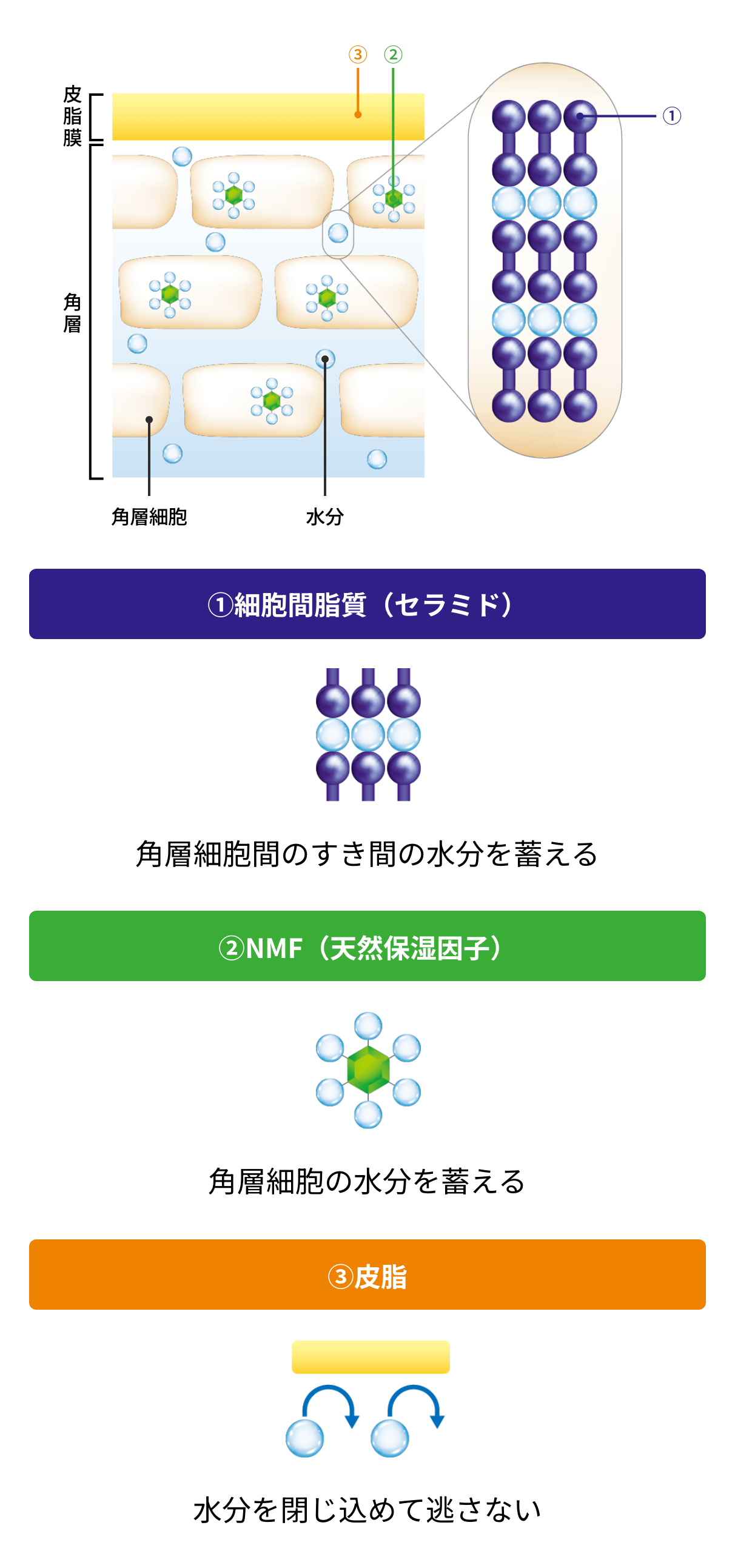 バリア機能の3因子 イメージ