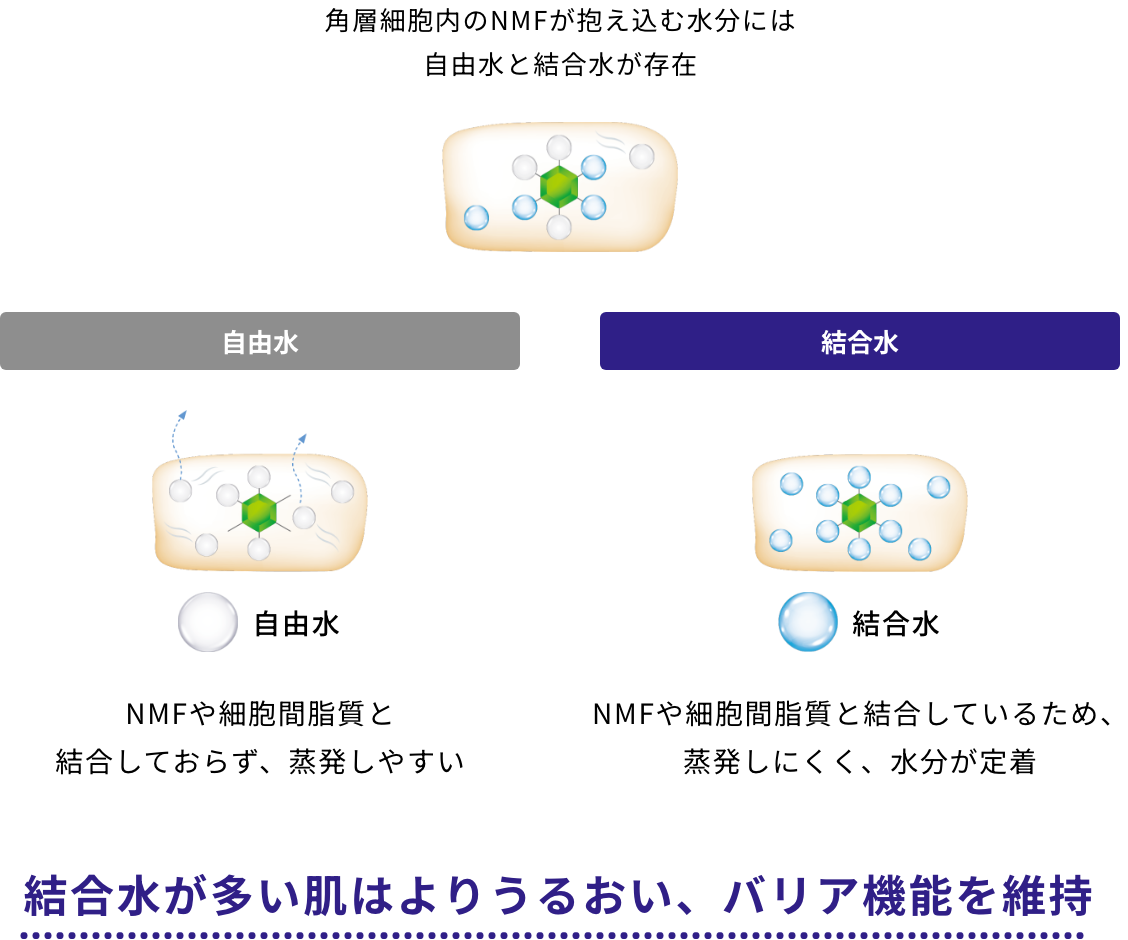 角層細胞内のNMFが抱え込む水分には自由水と結合水が存在 結合水が多い肌はよりうるおい、バリア機能を維持