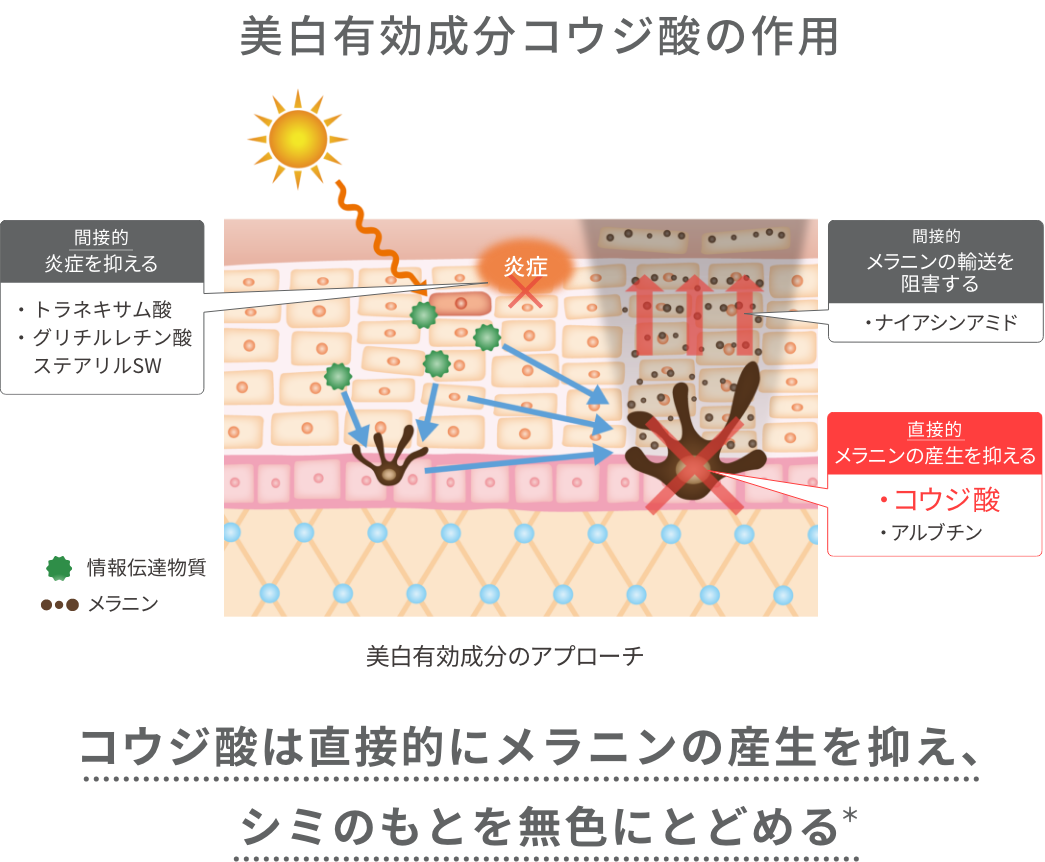 美白有効成分コウジ酸の作用 コウジ酸は直接的にメラニンの産生を抑え、シミのもとを無色にとどめる
