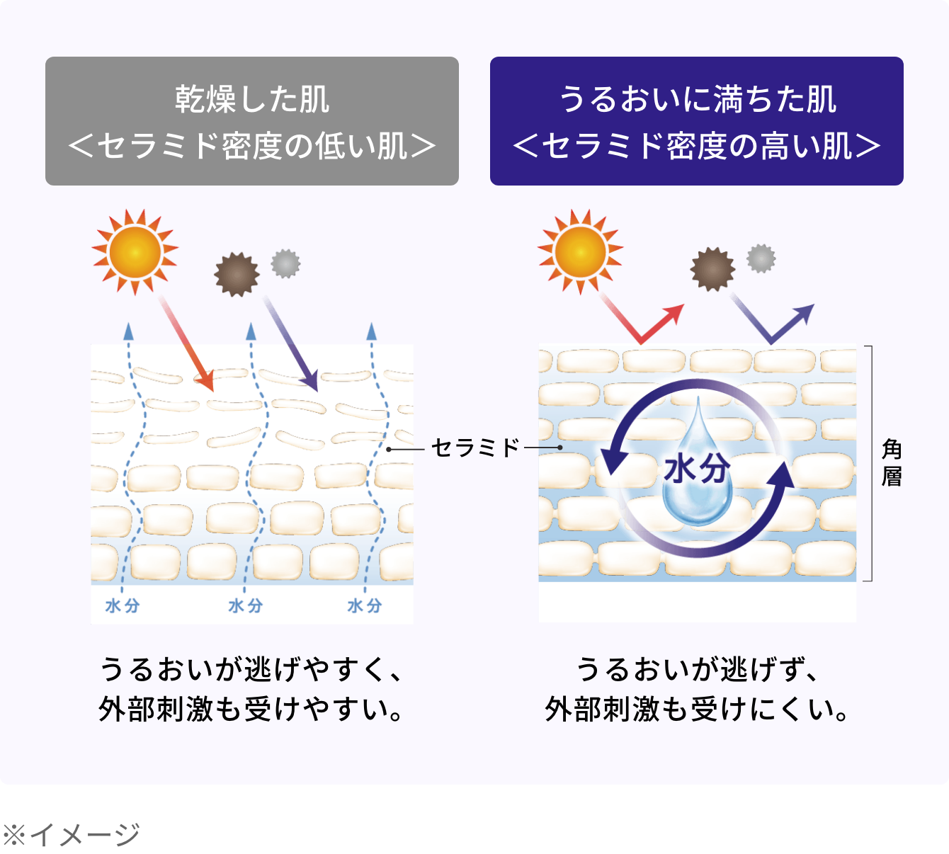 乾燥した肌＜セラミド密度の低い肌＞/うるおいに満ちた肌＜セラミド密度の高い肌＞