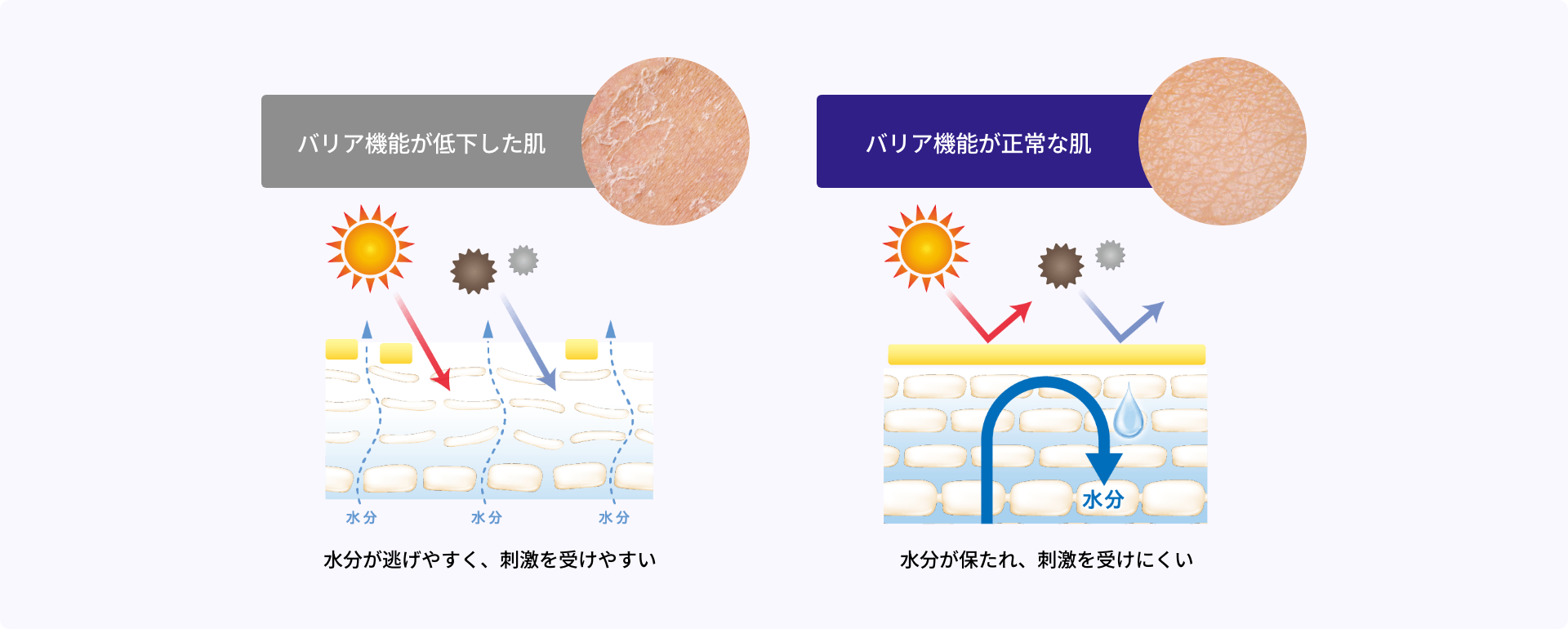バリア機能が低下した肌とバリア機能が正常な肌の比較イメージ