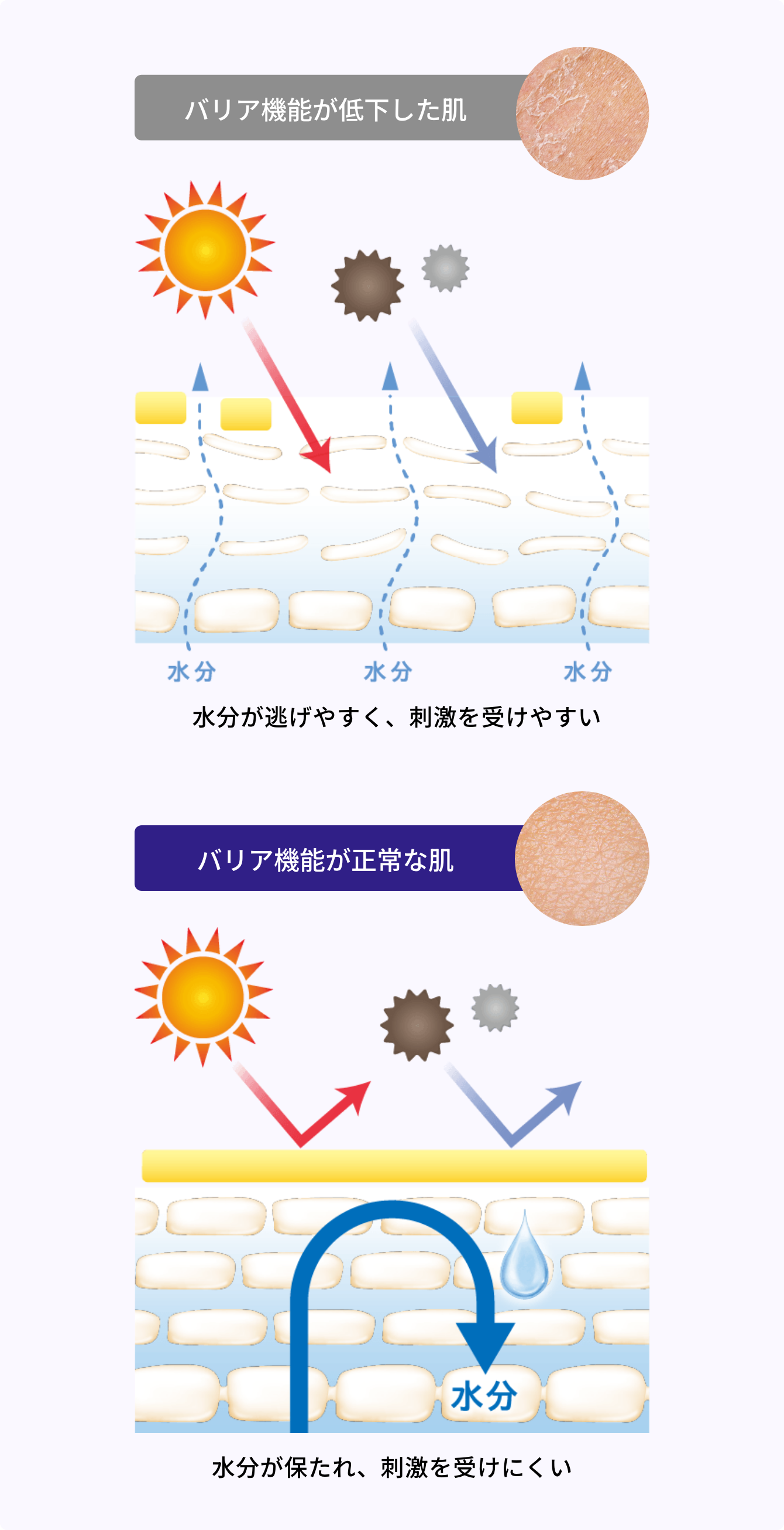 バリア機能が低下した肌とバリア機能が正常な肌の比較イメージ