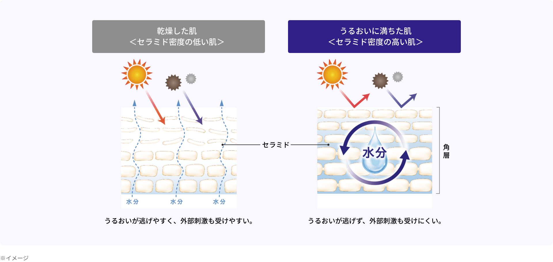 乾燥した肌＜セラミド密度の低い肌＞/うるおいに満ちた肌＜セラミド密度の高い肌＞