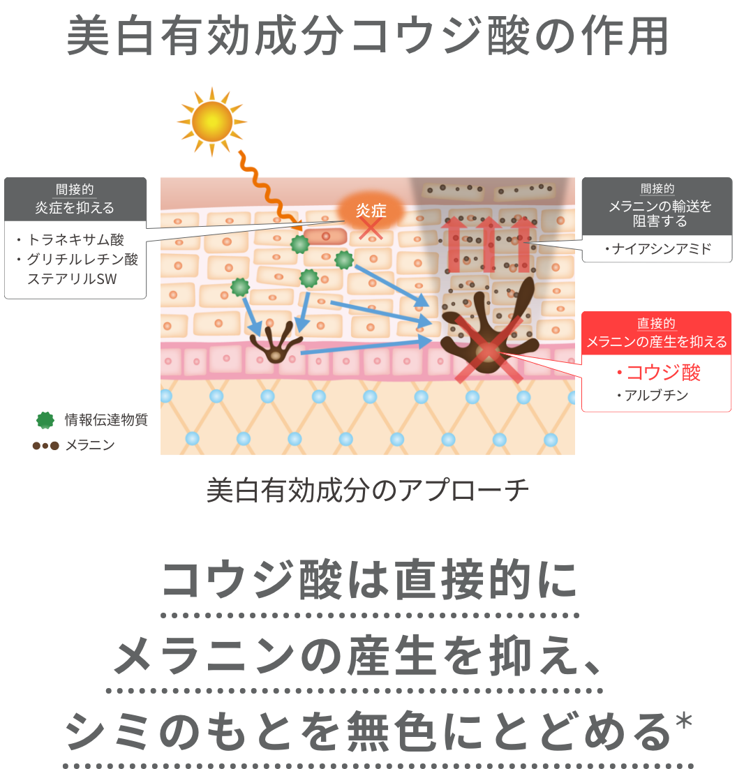 美白有効成分コウジ酸の作用 コウジ酸は直接的にメラニンの産生を抑え、シミのもとを無色にとどめる