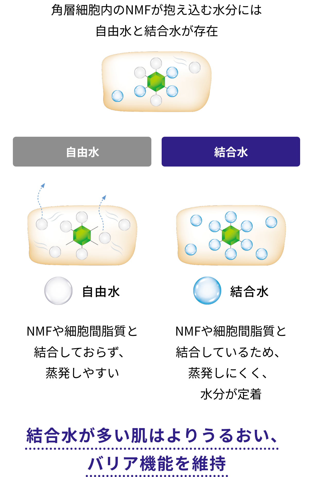 角層細胞内のNMFが抱え込む水分には自由水と結合水が存在 結合水が多い肌はよりうるおい、バリア機能を維持