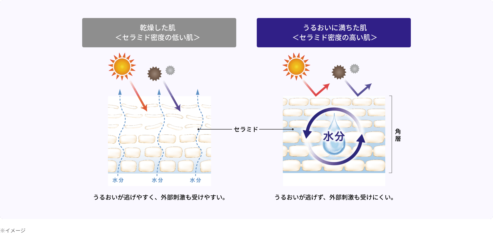 乾燥した肌<セラミド密度の低い肌>/うるおいに満ちた肌<セラミド密度の高い肌>