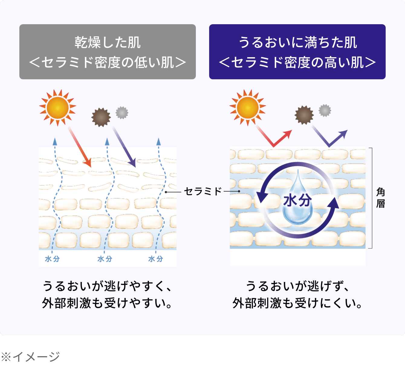 乾燥した肌＜セラミド密度の低い肌＞/うるおいに満ちた肌＜セラミド密度の高い肌＞