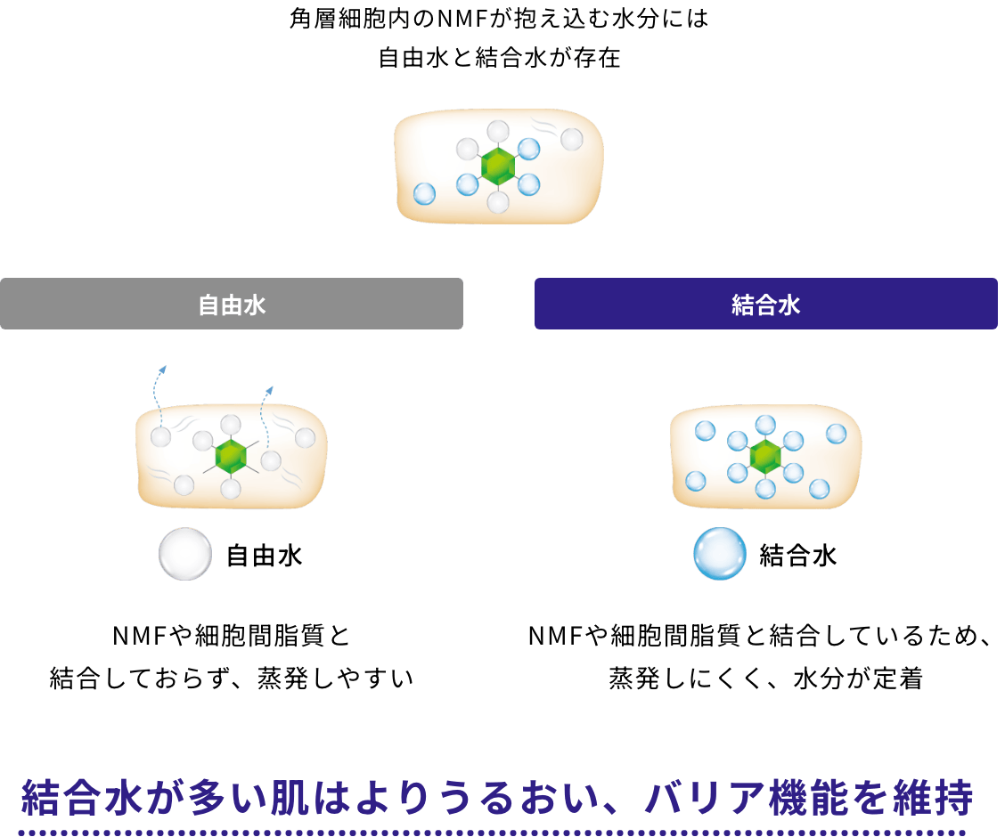 角層細胞内のNMFが抱え込む水分には自由水と結合水が存在 結合水が多い肌はよりうるおい、バリア機能を維持