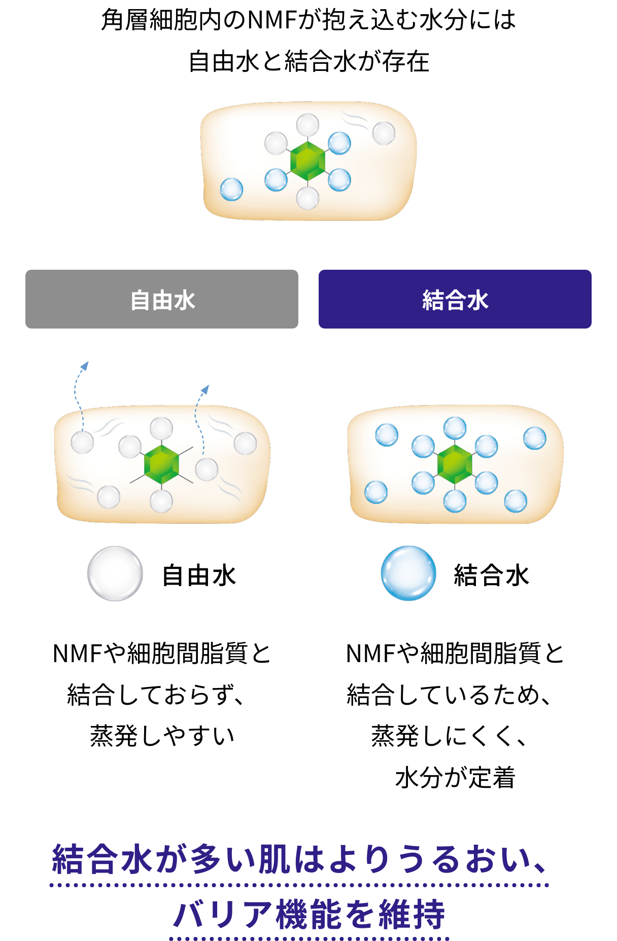角層細胞内のNMFが抱え込む水分には自由水と結合水が存在 結合水が多い肌はよりうるおい、バリア機能を維持