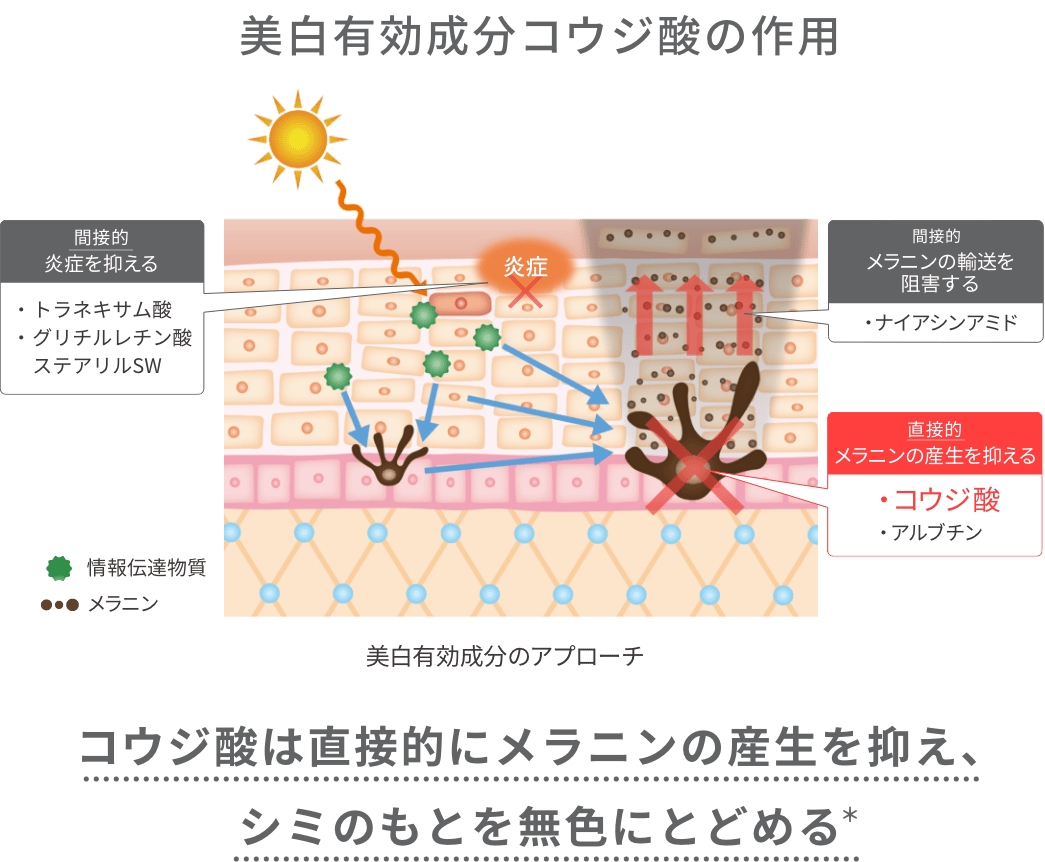 美白有効成分コウジ酸の作用 コウジ酸は直接的にメラニンの産生を抑え、シミのもとを無色にとどめる