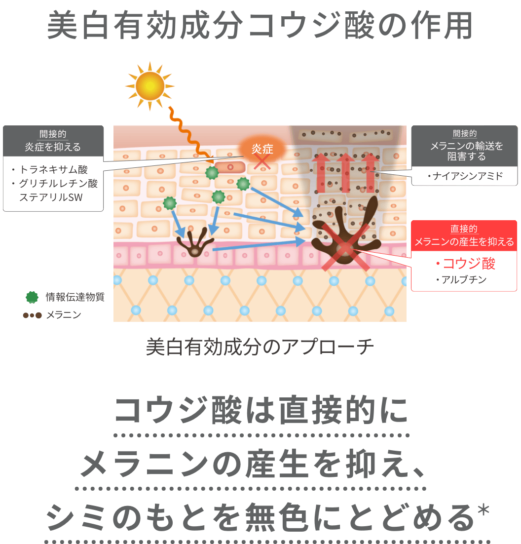 美白有効成分コウジ酸の作用 コウジ酸は直接的にメラニンの産生を抑え、シミのもとを無色にとどめる