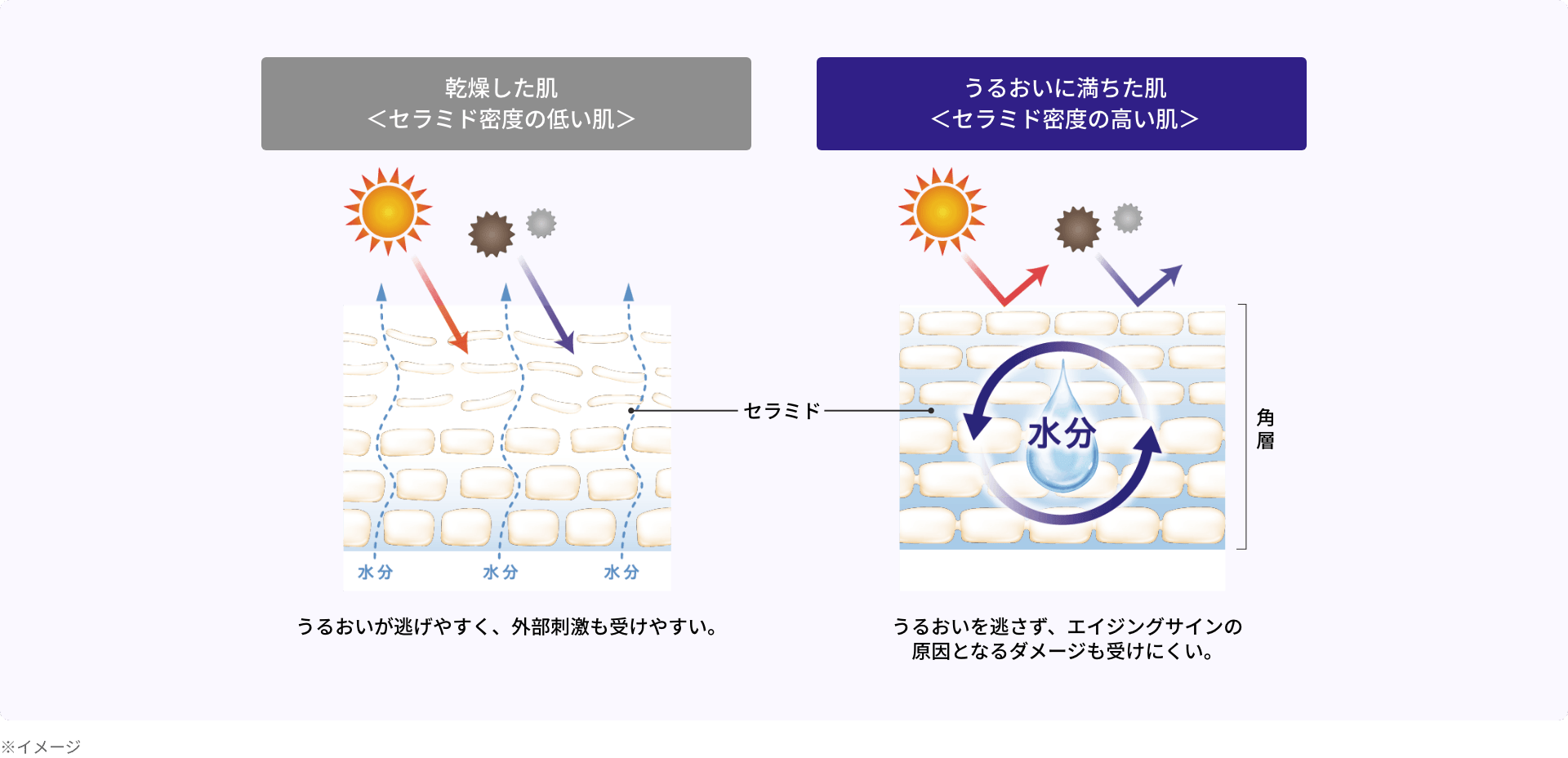 乾燥した肌<セラミド密度の低い肌>/うるおいに満ちた肌<セラミド密度の高い肌>