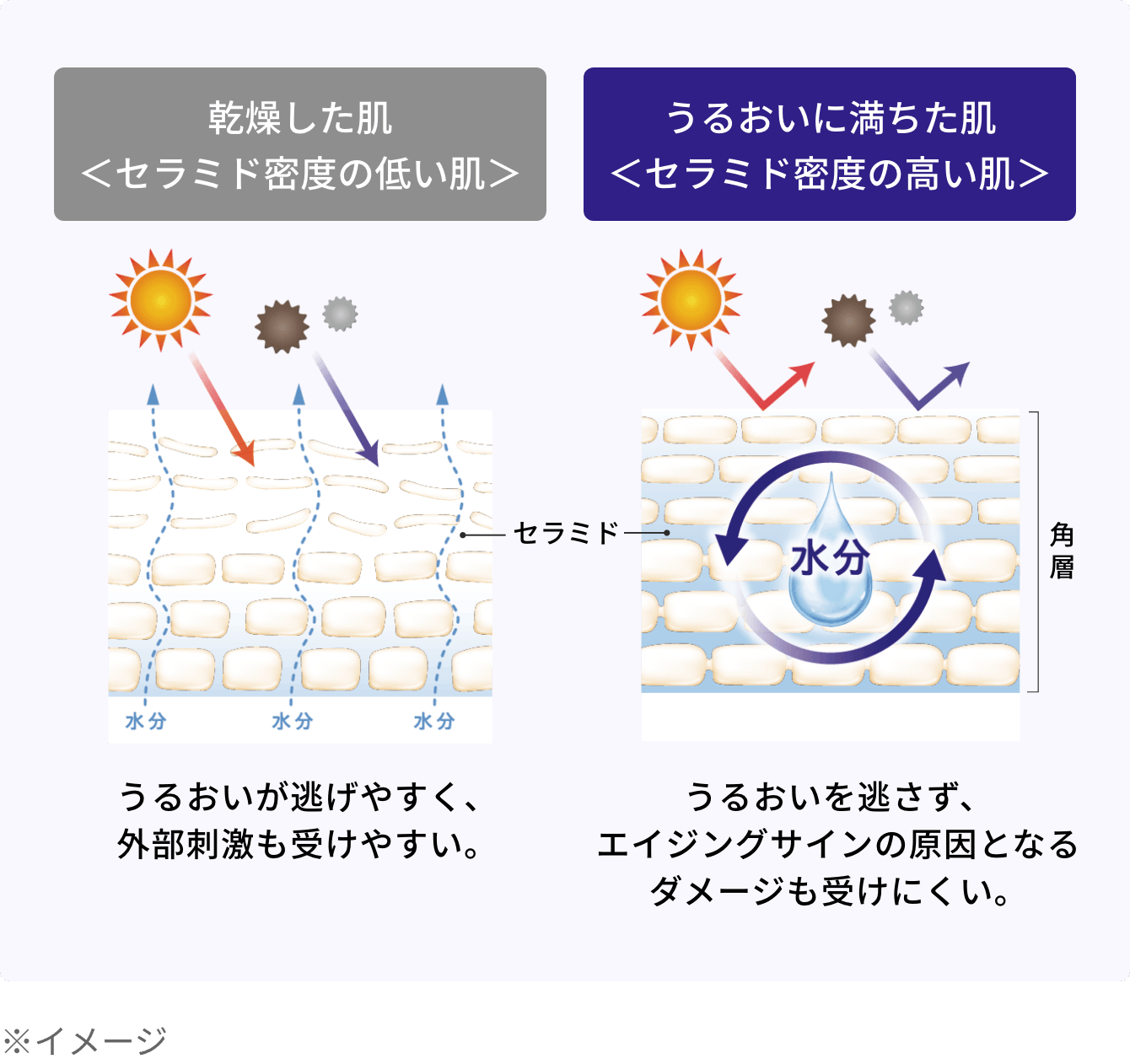 乾燥した肌＜セラミド密度の低い肌＞/うるおいに満ちた肌＜セラミド密度の高い肌＞