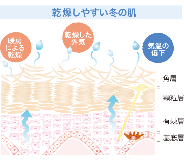 乾燥しやすい冬の肌のイメージ