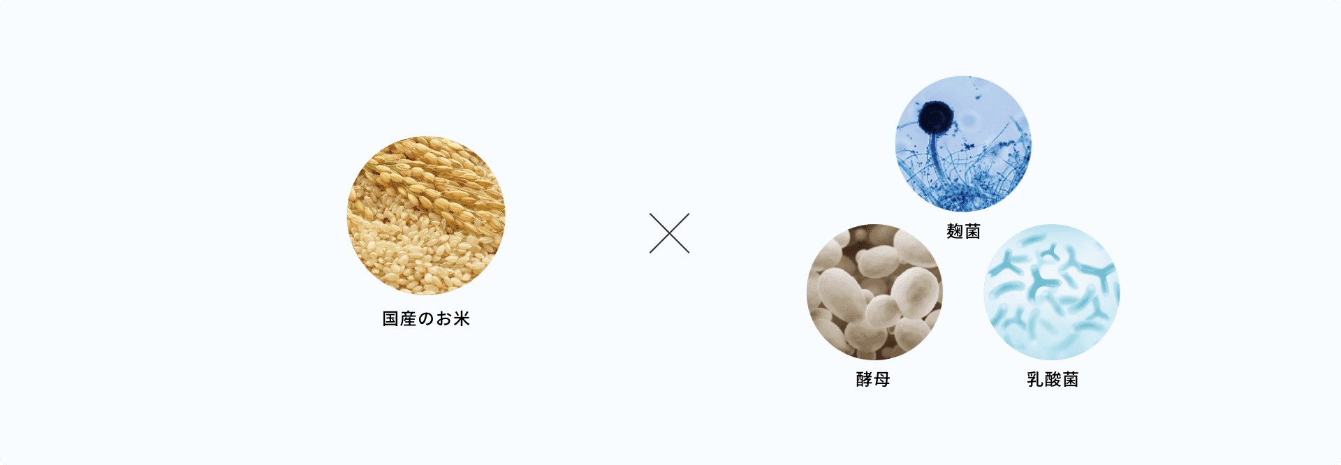 ライスパワーエキスとは？