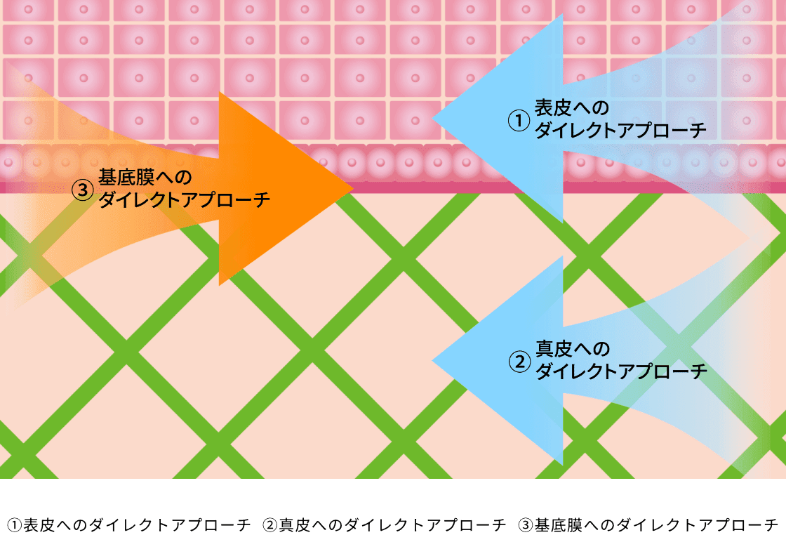 ①表皮へのダイレクトアプローチ ②真皮へのダイレクトアプローチ ③基底膜へのダイレクトアプローチ