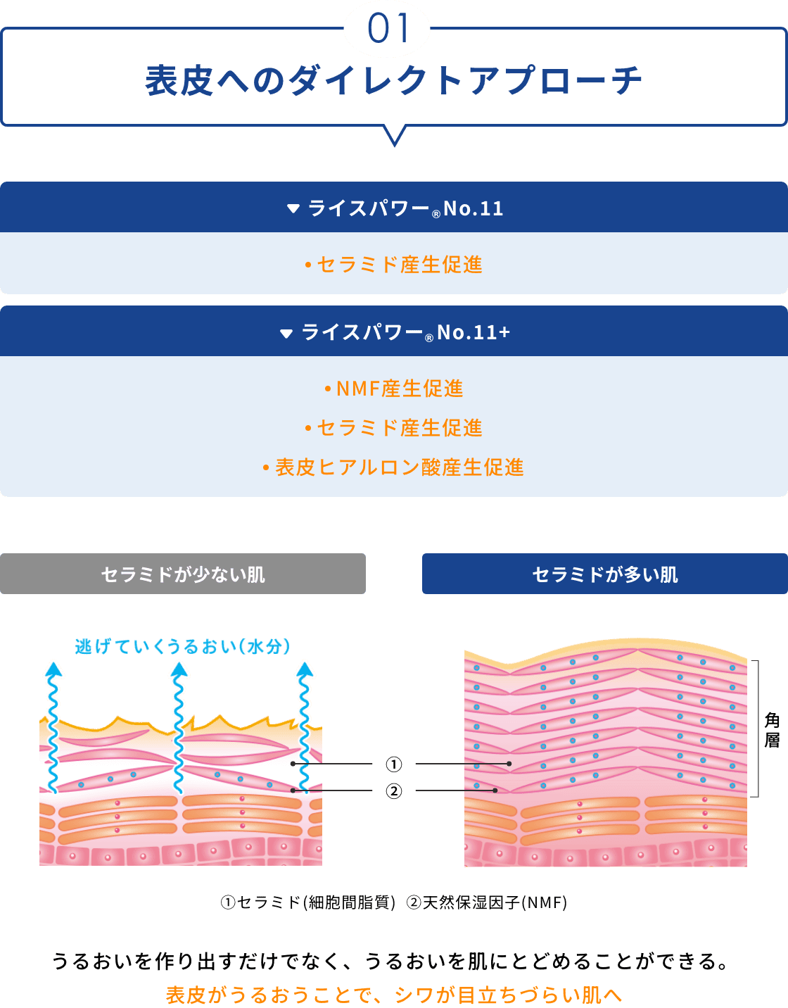 01 表皮へのダイレクトアプローチ