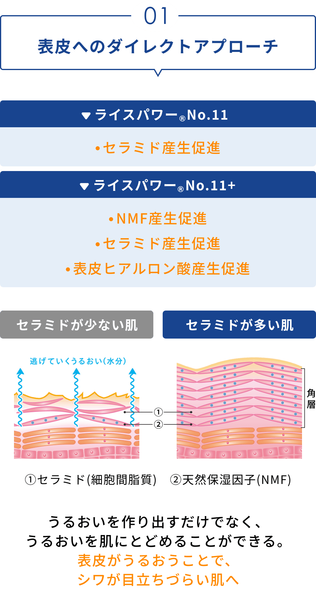 01 表皮へのダイレクトアプローチ