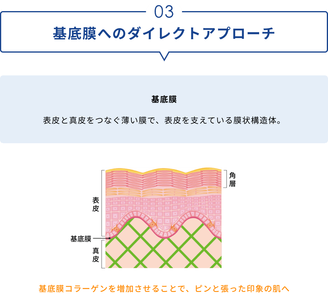 03 基底膜へのダイレクトアプローチ