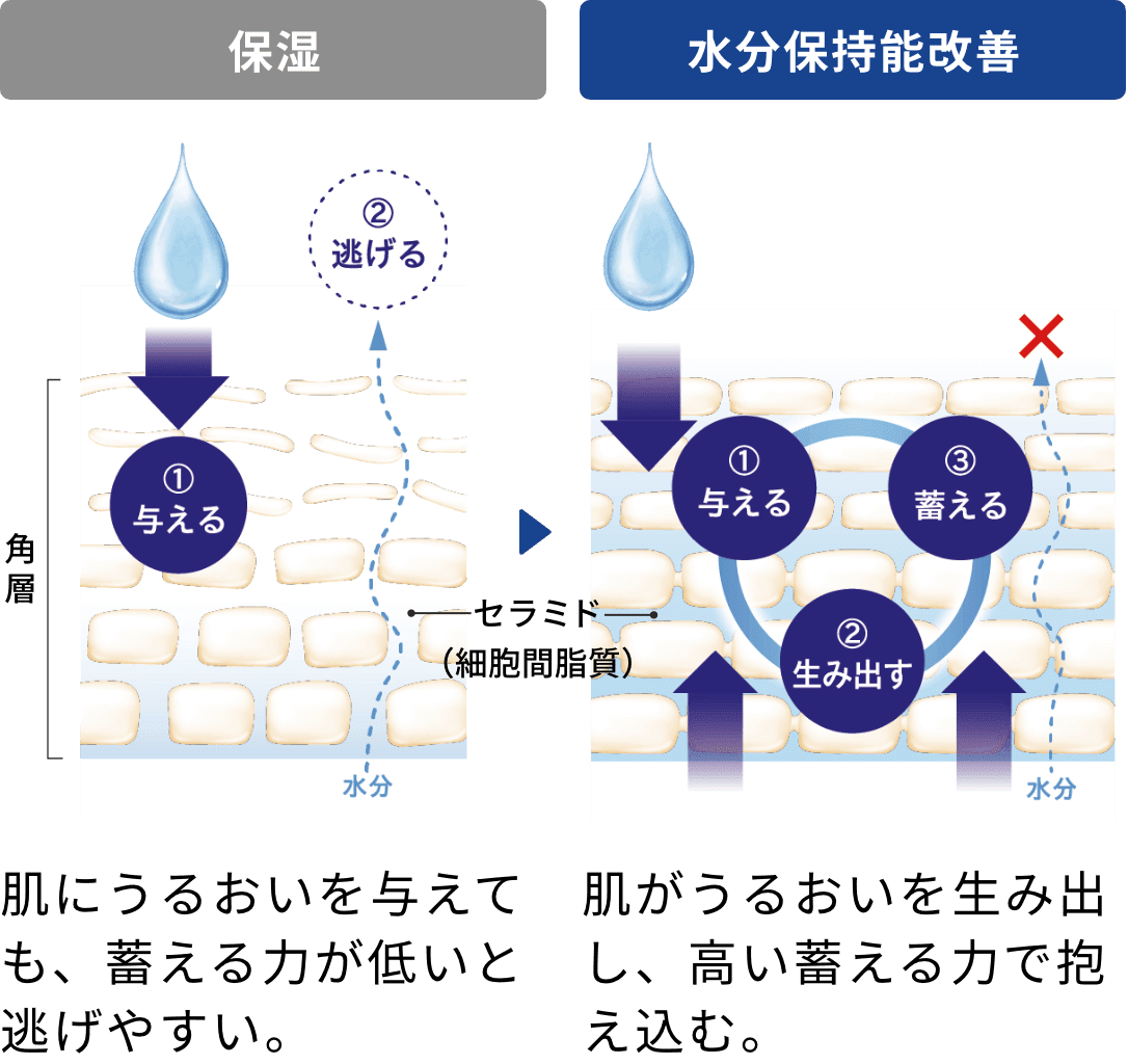 保湿:肌にうるおいを与えても、蓄える力が低いと逃げやすい。水分保持能改善:肌がうるおいを生み出し、高い蓄える力で抱え込む。
