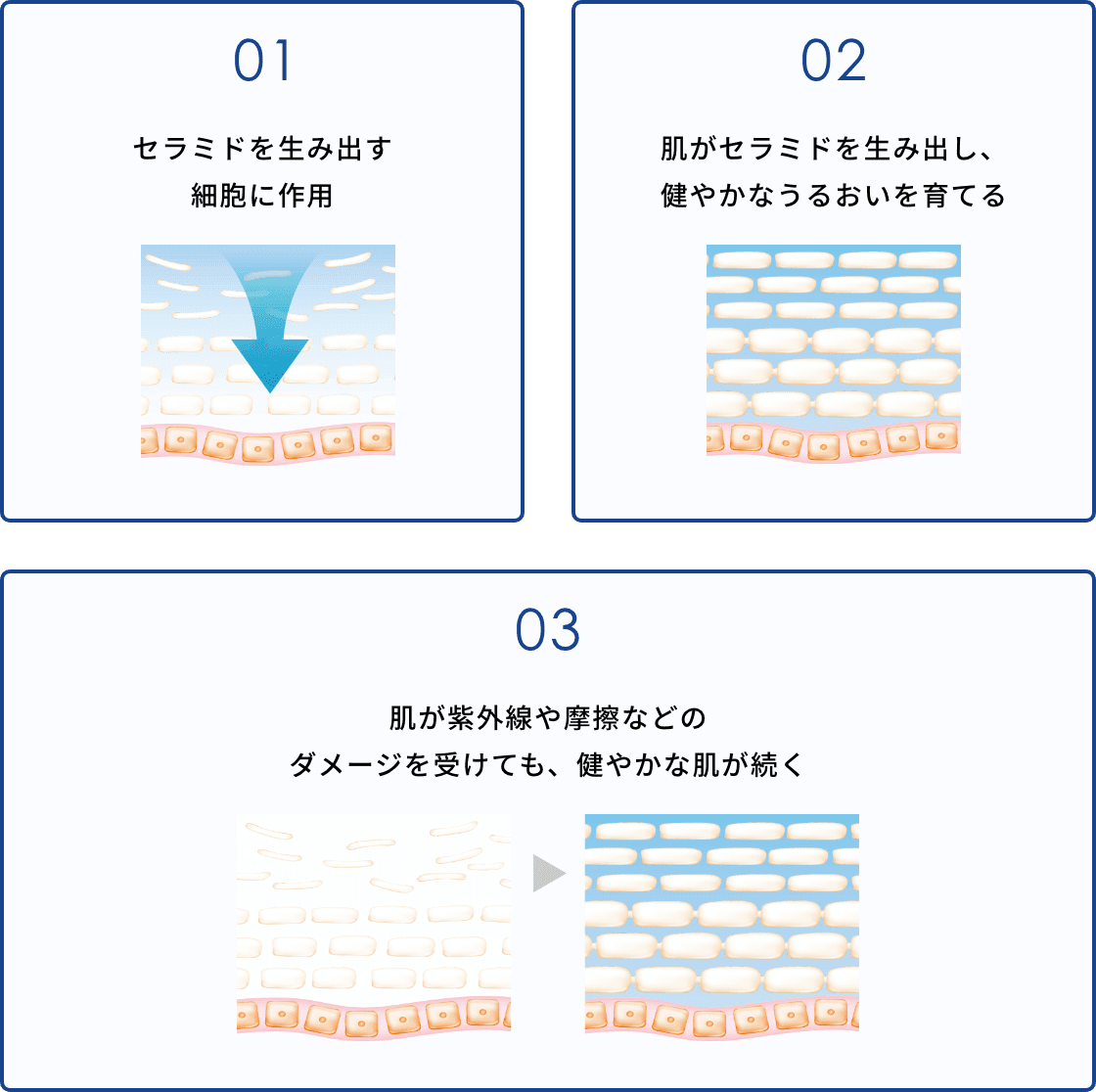01 セラミドを生み出す細胞に作用、02 肌がセラミドを生み出し、健やかなうるおいを育てる、03 肌が紫外線や摩擦などのダメージを受けても、健やかな肌が続く