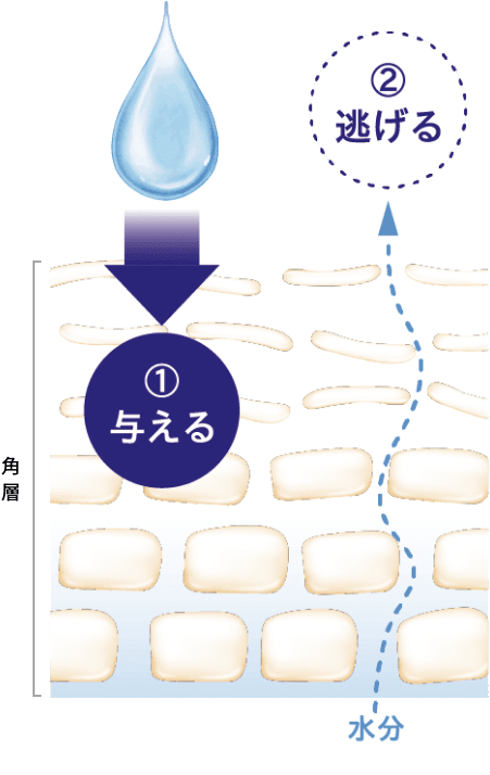 肌にうるおいを与えても、蓄える力が低いと逃げやすい。