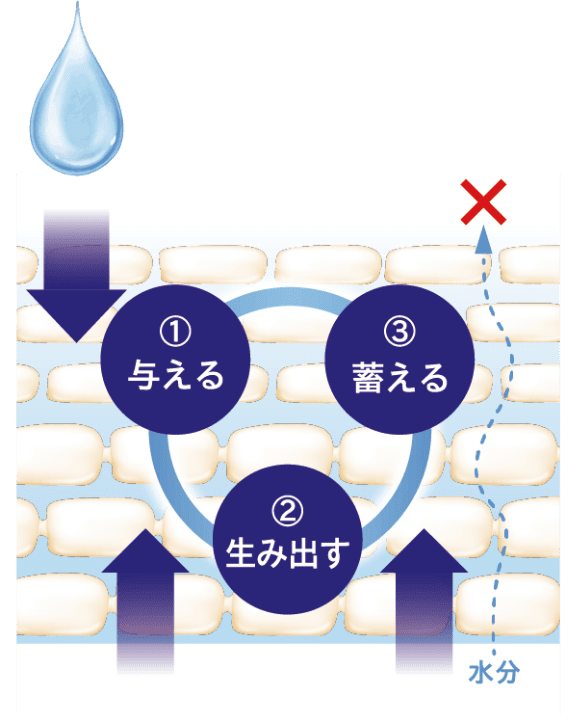 肌がセラミド生み出し、高い蓄える力で抱え込む。