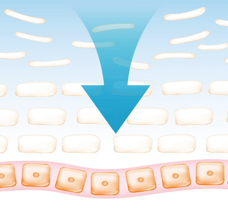 セラミドを生み出す細胞に作用