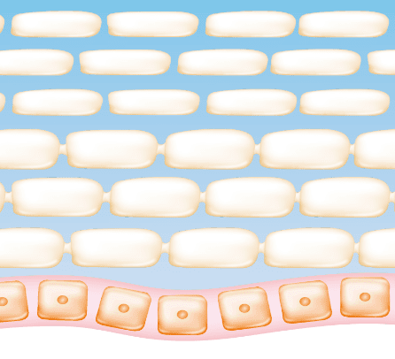肌がセラミドを生み出し、健やかなうるおいを育てる