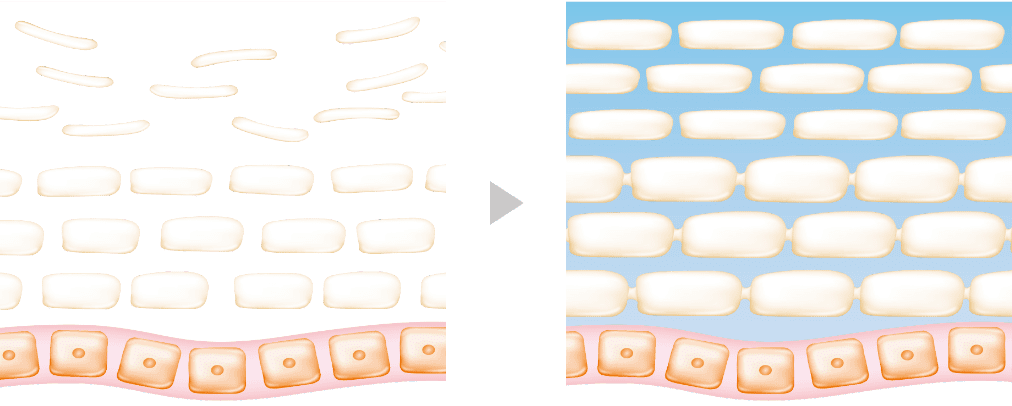 肌が紫外線や摩擦などのダメージを受けても、健やかな肌が続く